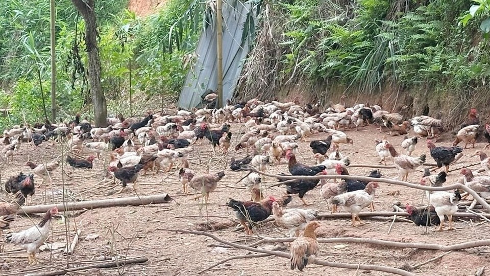 Từ thất bại đến tỷ phú gà thả vườn: Bí quyết 