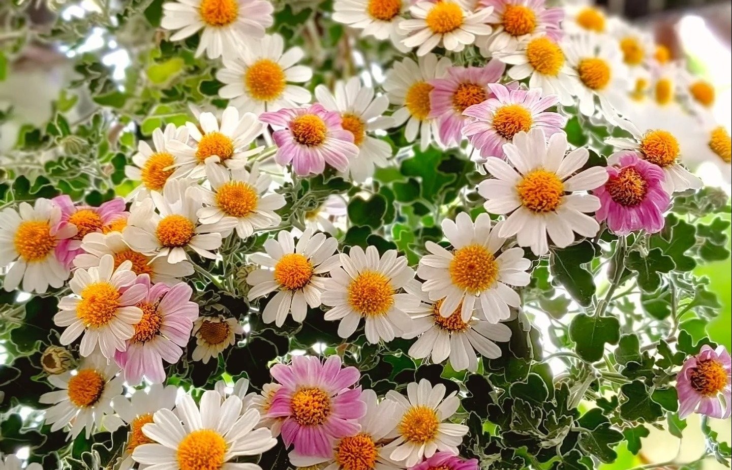 Cúc dại Nhật Bản: Biển hoa trắng – hồng nở suốt 200 ngày, dễ trồng, tỏa hương thơm mát cả mùa