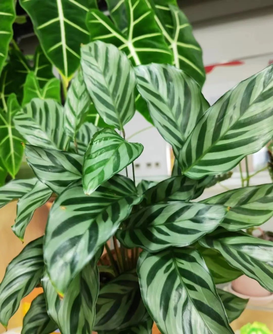 Loài cây là “lá may mắn” cho không gian sống hiện đại: Vừa sang vừa hút tài lộc