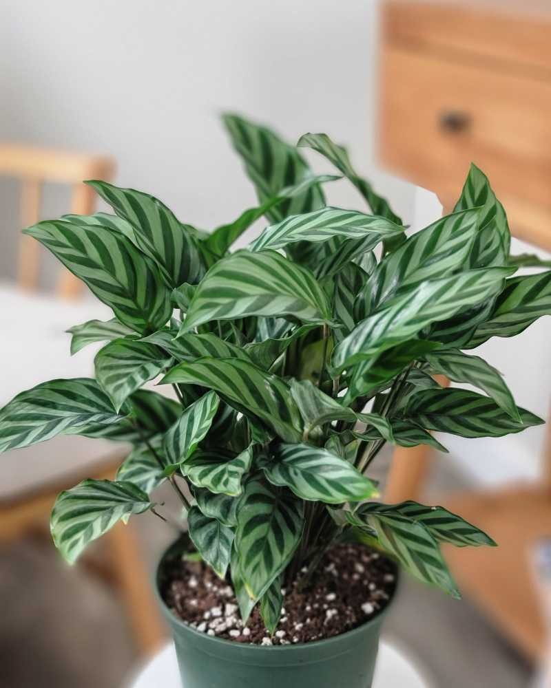 Loài cây là “lá may mắn” cho không gian sống hiện đại: Vừa sang vừa hút tài lộc