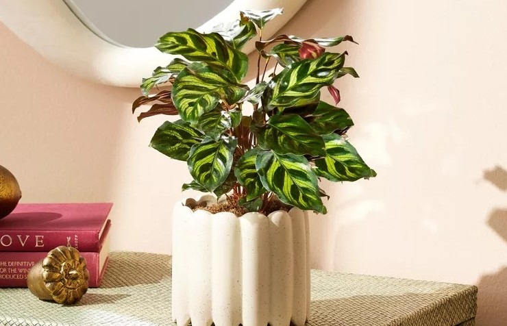 Loài cây là “lá may mắn” cho không gian sống hiện đại: Vừa sang vừa hút tài lộc