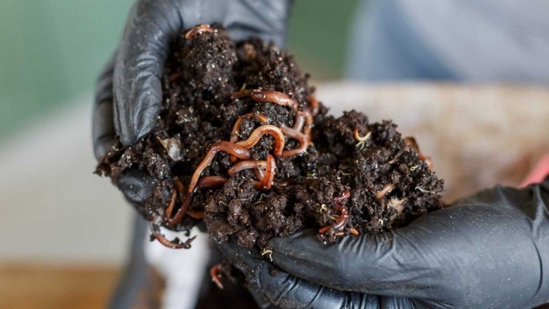 Biến phế phẩm nông nghiệp thành “vàng nâu”, nông dân Đồng Tháp thu tiền tỷ mỗi năm