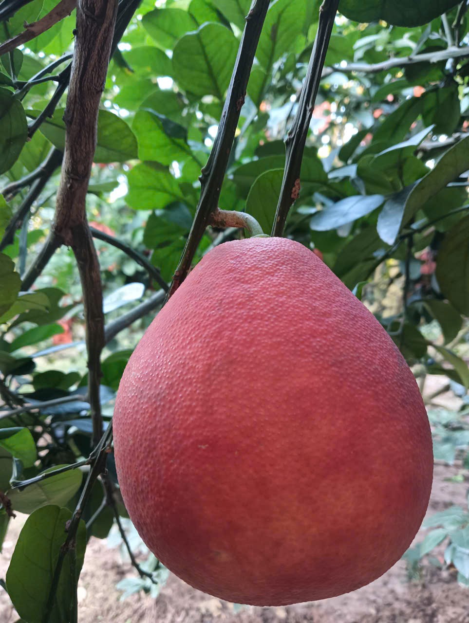 Vườn bưởi đỏ Đông Cao vào thu: hương sắc cho một mùa Tết đang về