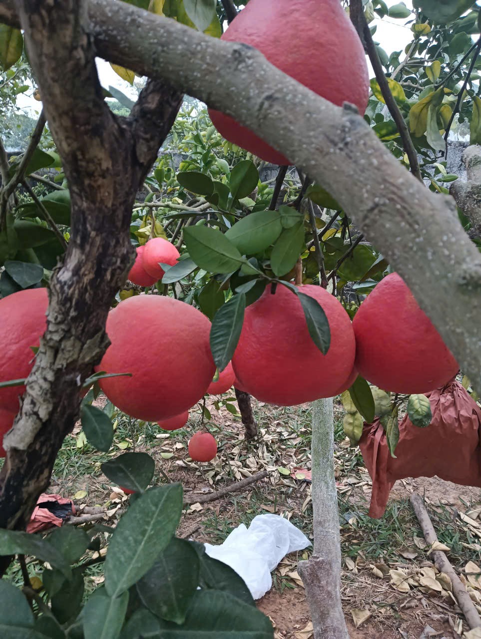 Vườn bưởi đỏ Đông Cao vào thu: hương sắc cho một mùa Tết đang về