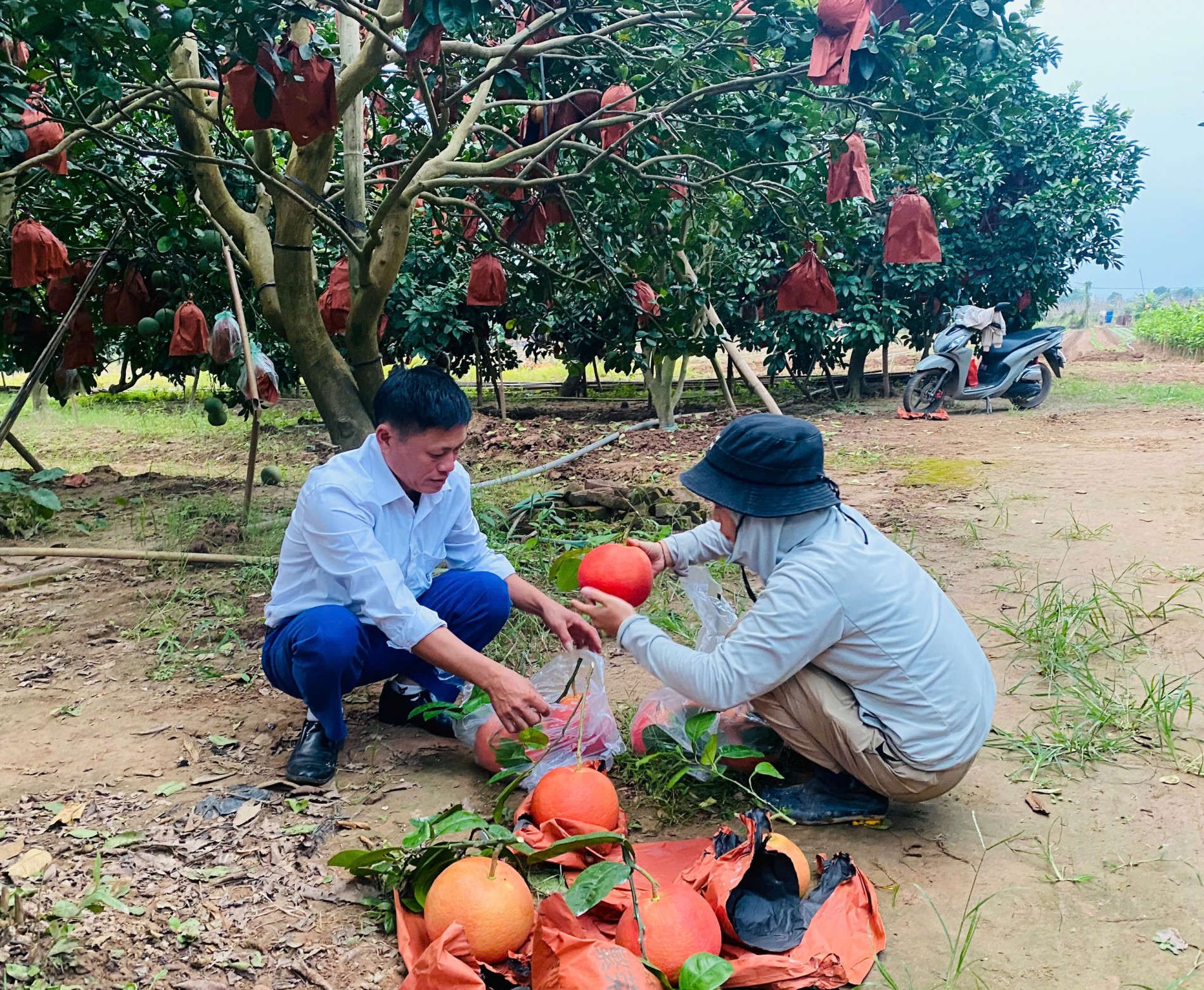 Vườn bưởi đỏ Đông Cao vào thu: hương sắc cho một mùa Tết đang về