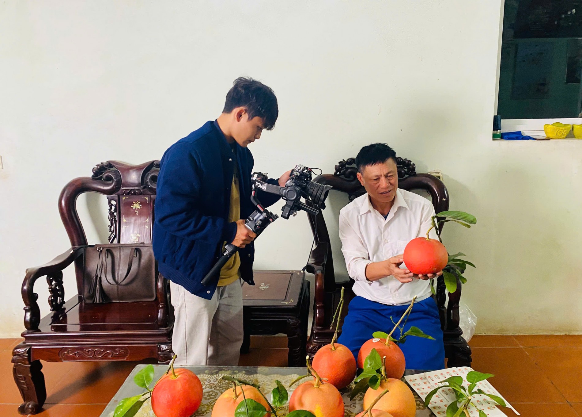 Vườn bưởi đỏ Đông Cao vào thu: hương sắc cho một mùa Tết đang về