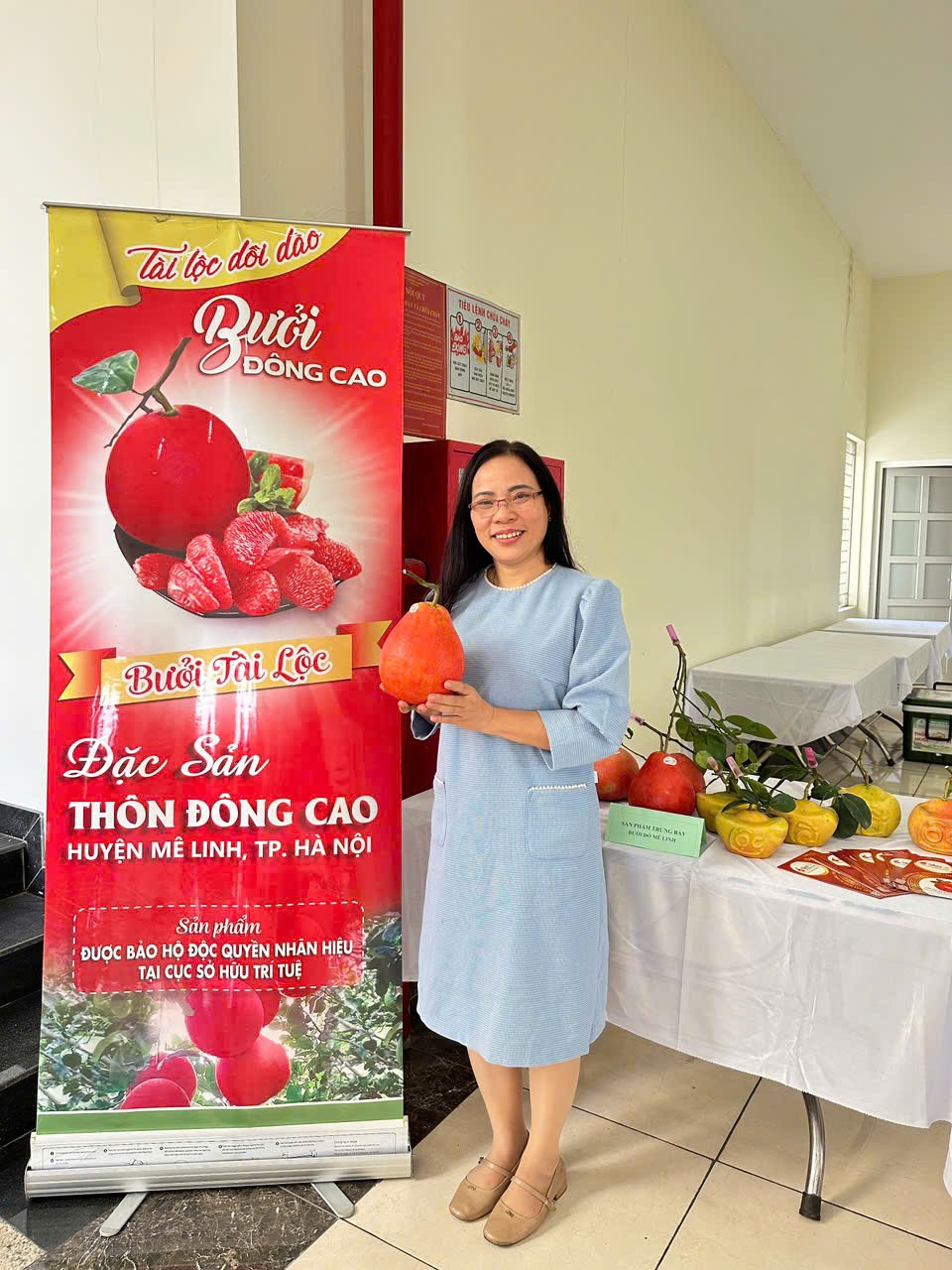 Vườn bưởi đỏ Đông Cao vào thu: hương sắc cho một mùa Tết đang về