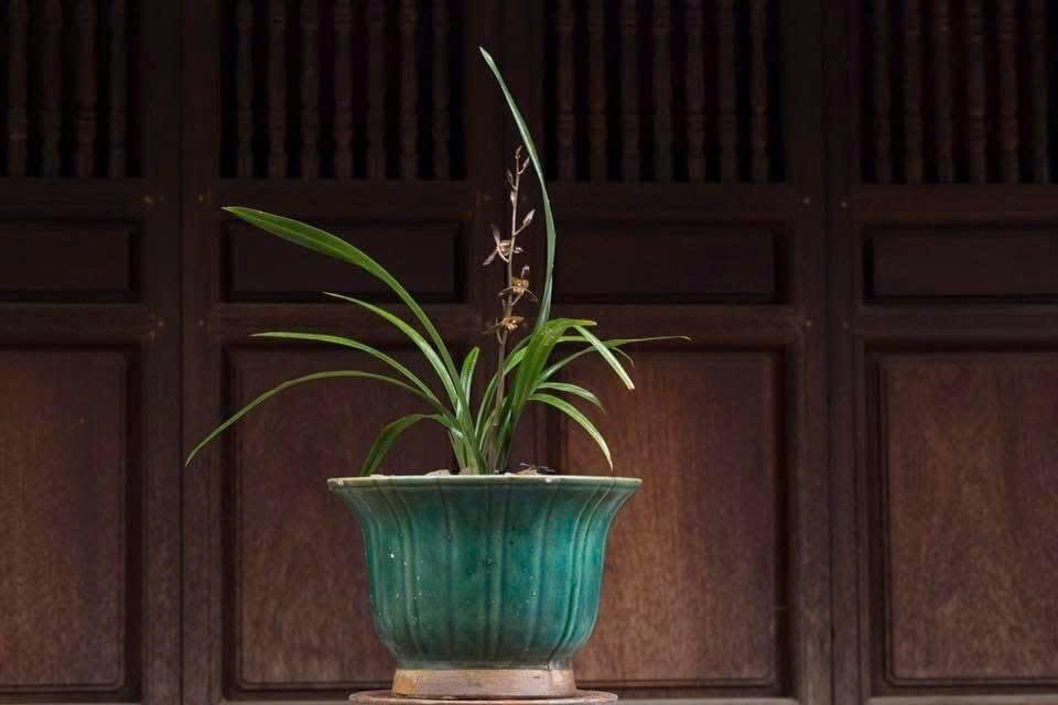 Hội Địa lan Thăng Long: Khẳng định vị thế trong phong trào sinh vật cảnh quốc gia Hội Địa lan Thăng Long: Khẳng định vị thế trong phong trào sinh vật cảnh quốc gia