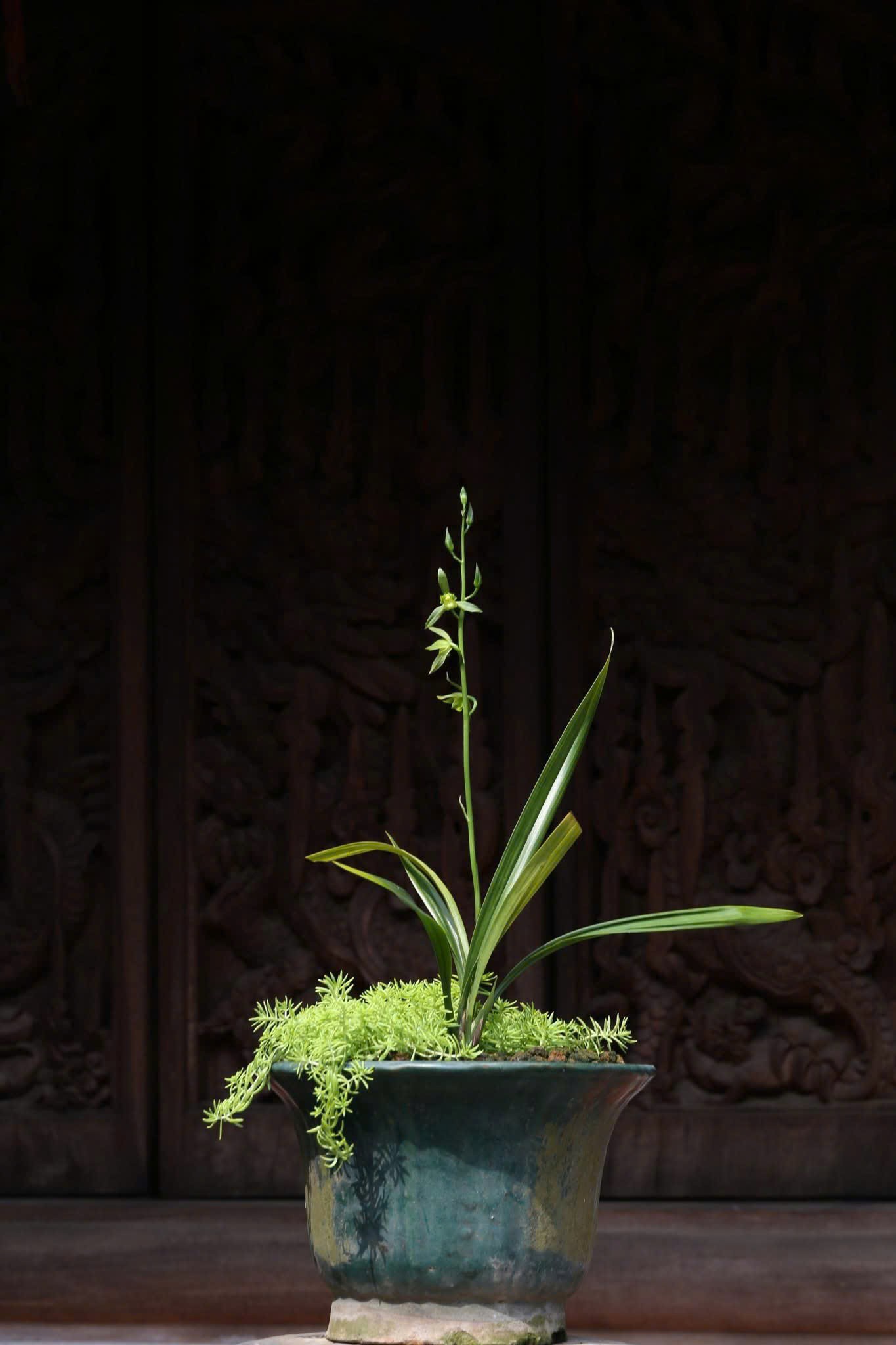 Hội Địa lan Thăng Long: Khẳng định vị thế trong phong trào sinh vật cảnh quốc gia Hội Địa lan Thăng Long: Khẳng định vị thế trong phong trào sinh vật cảnh quốc gia