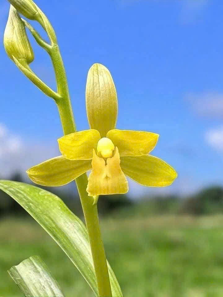 Hội Địa lan Thăng Long: Khẳng định vị thế trong phong trào sinh vật cảnh quốc gia Hội Địa lan Thăng Long: Khẳng định vị thế trong phong trào sinh vật cảnh quốc gia