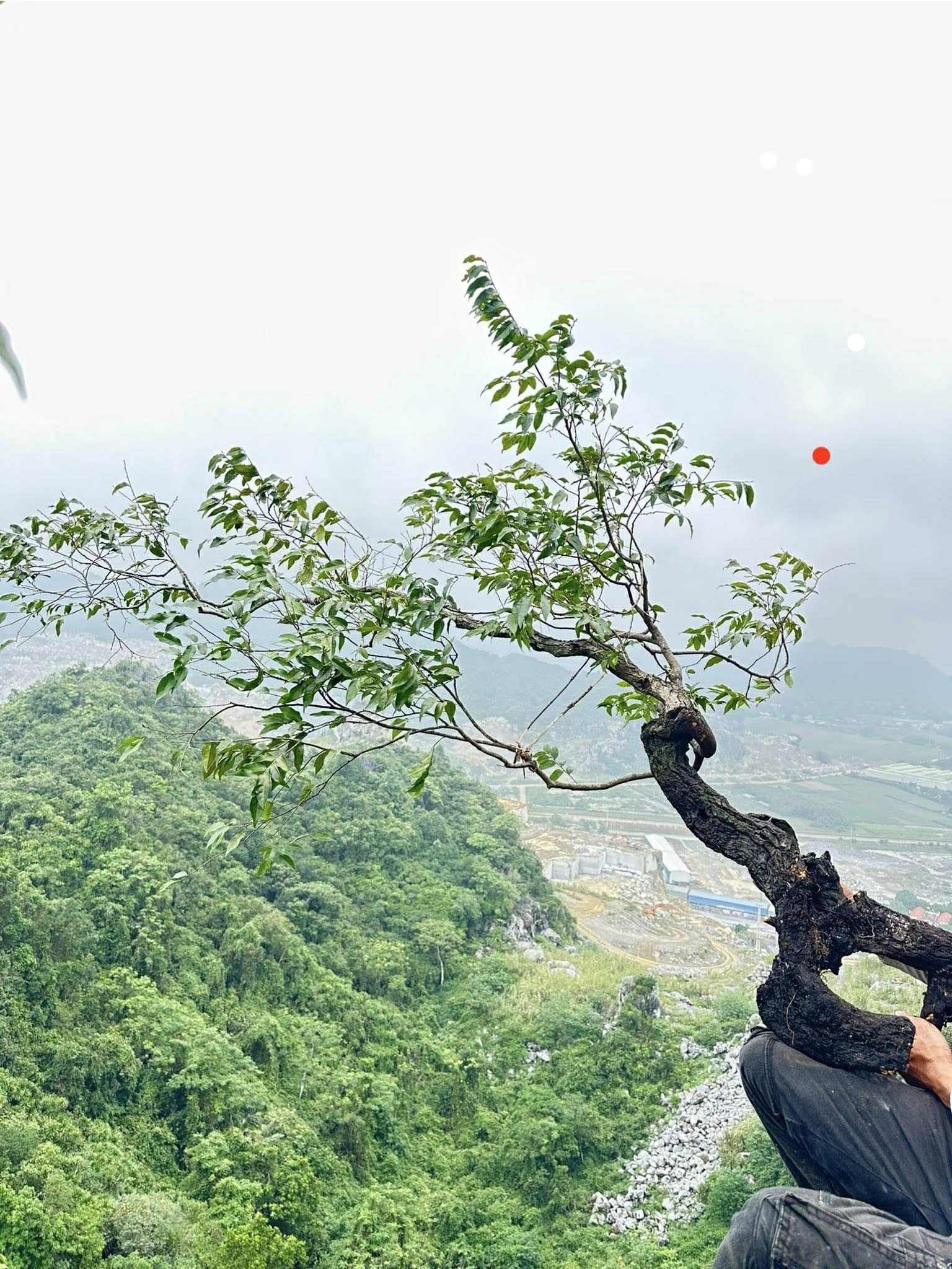 Nghệ nhân Hội SVC Việt Nam lên tiếng về “cơn sốt muội hồng”