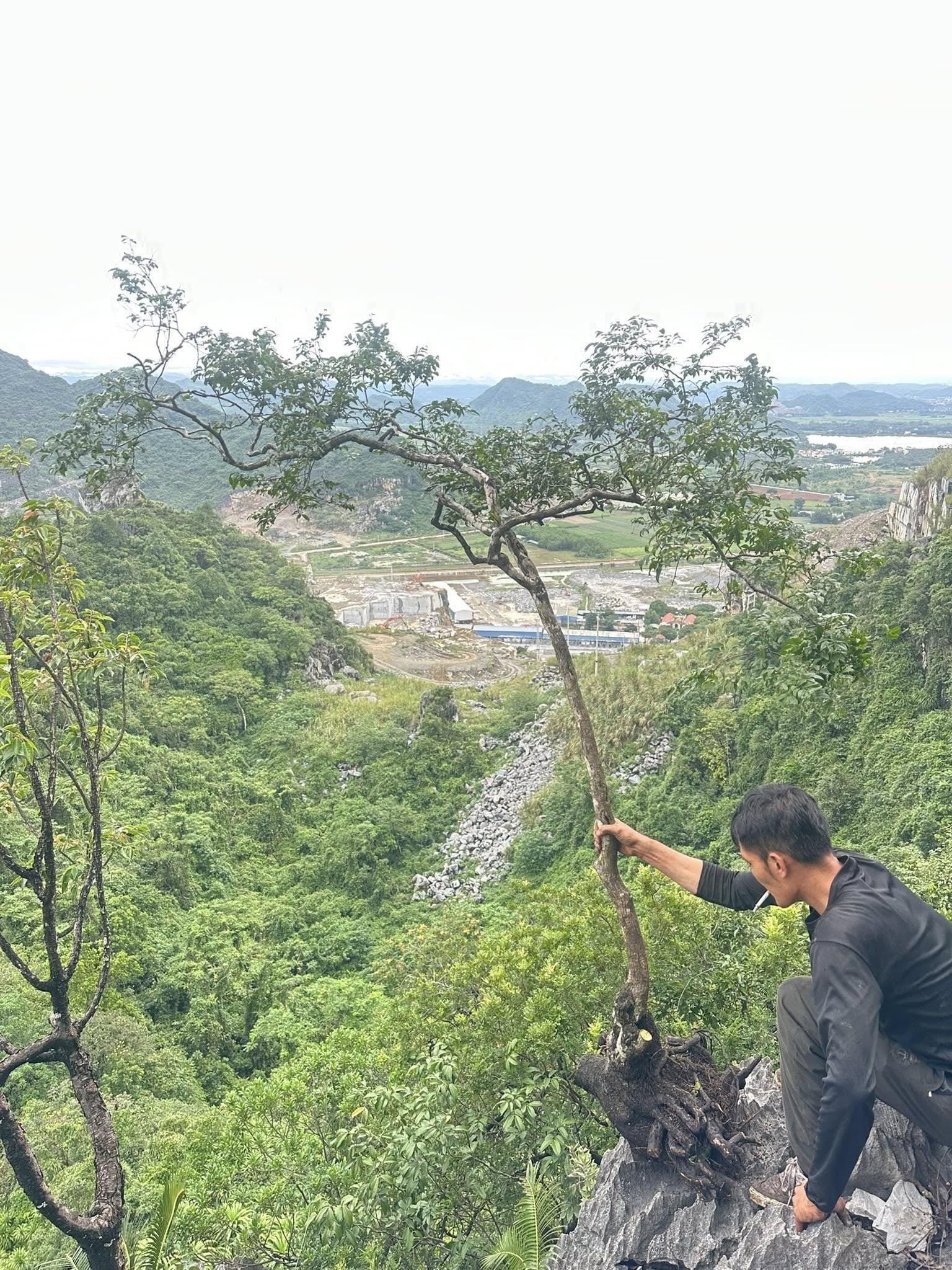 Cơn sốt muội hồng và lời cảnh tỉnh về khai thác cây rừng làm cảnh