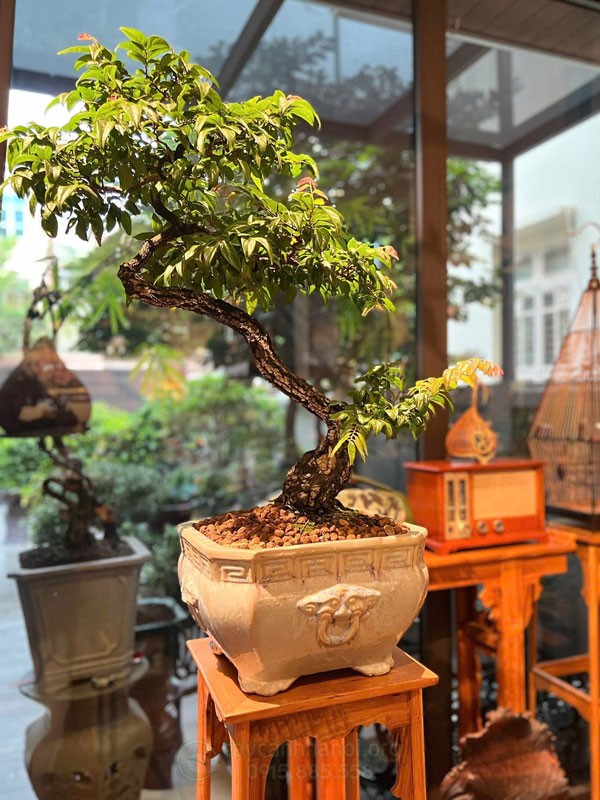 Cơn sốt muội hồng và lời cảnh tỉnh về khai thác cây rừng làm cảnh