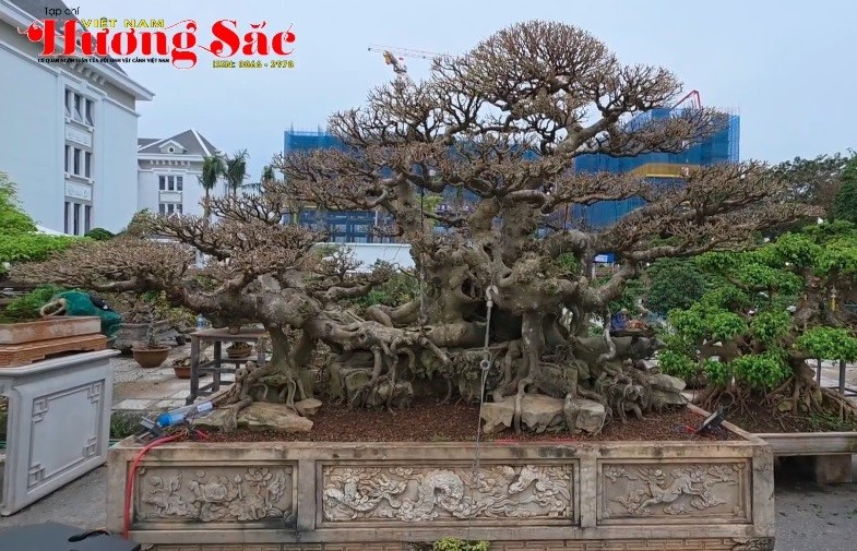 Thăm Festival SVC Đất Tổ 2025 tại quảng trường Hùng Vương, Việt Trì - Phú Thọ