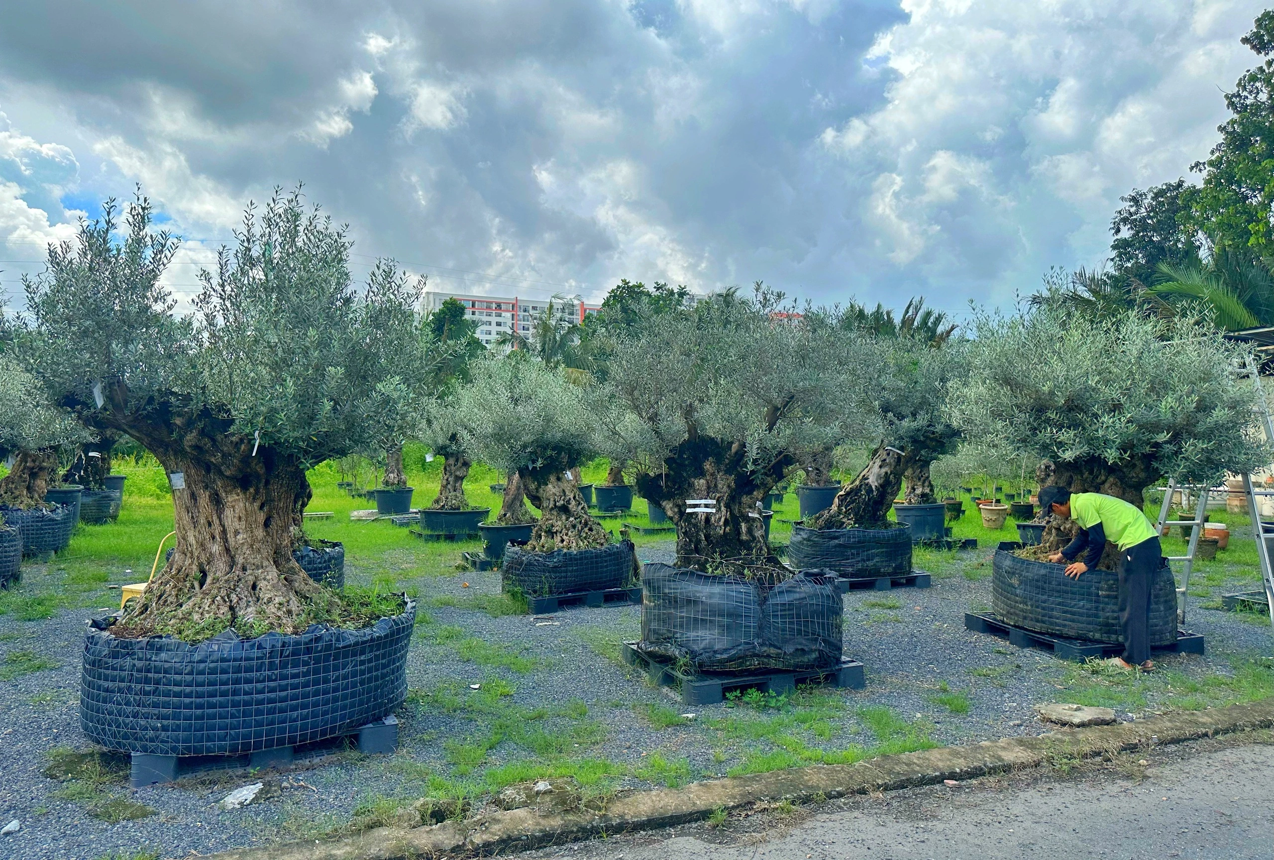 Độc đáo vườn ô liu Tây Ban Nha giữa lòng TP.HCM, cây 500 tuổi giá trăm triệu