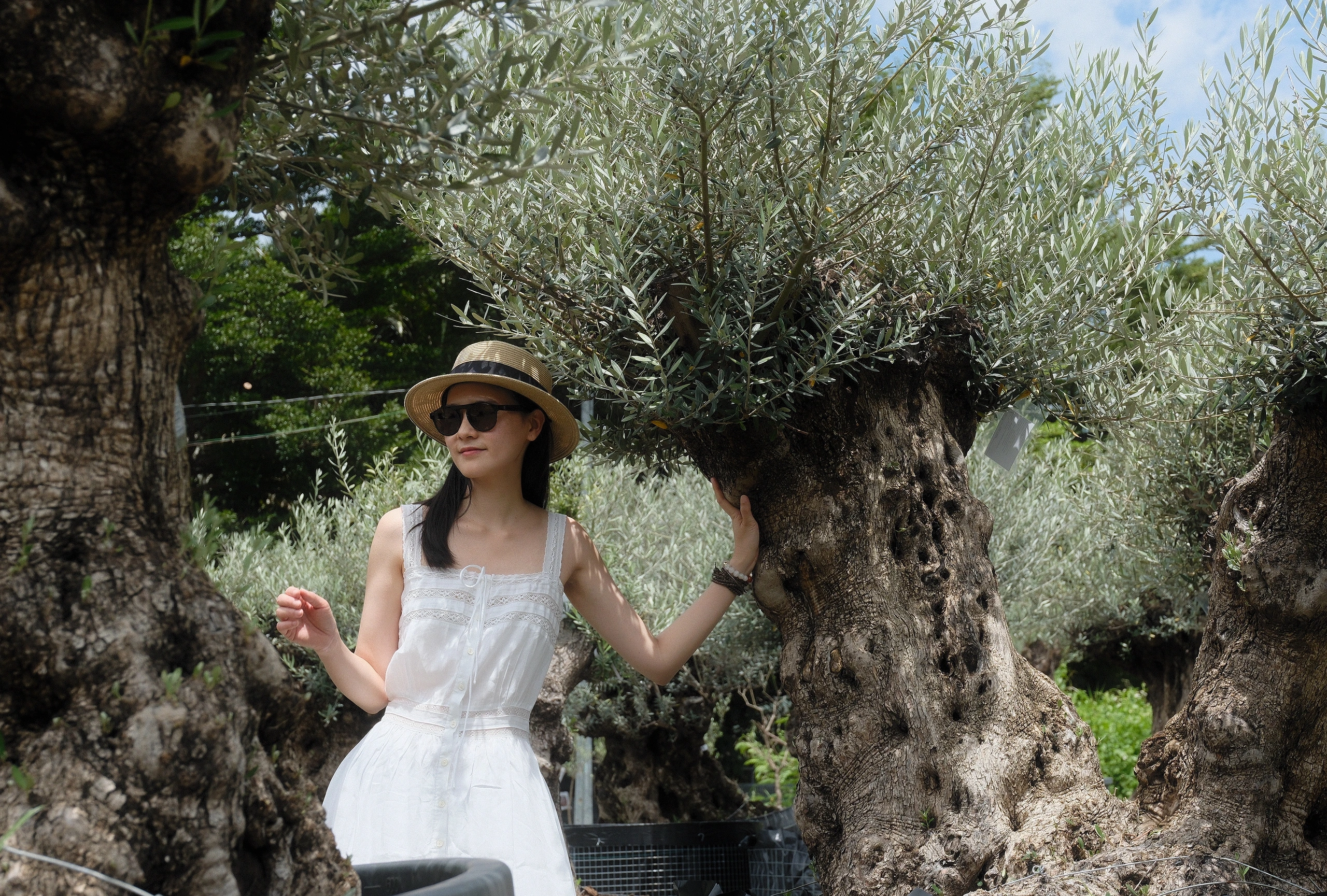 Độc đáo vườn ô liu Tây Ban Nha giữa lòng TP.HCM, cây 500 tuổi giá trăm triệu