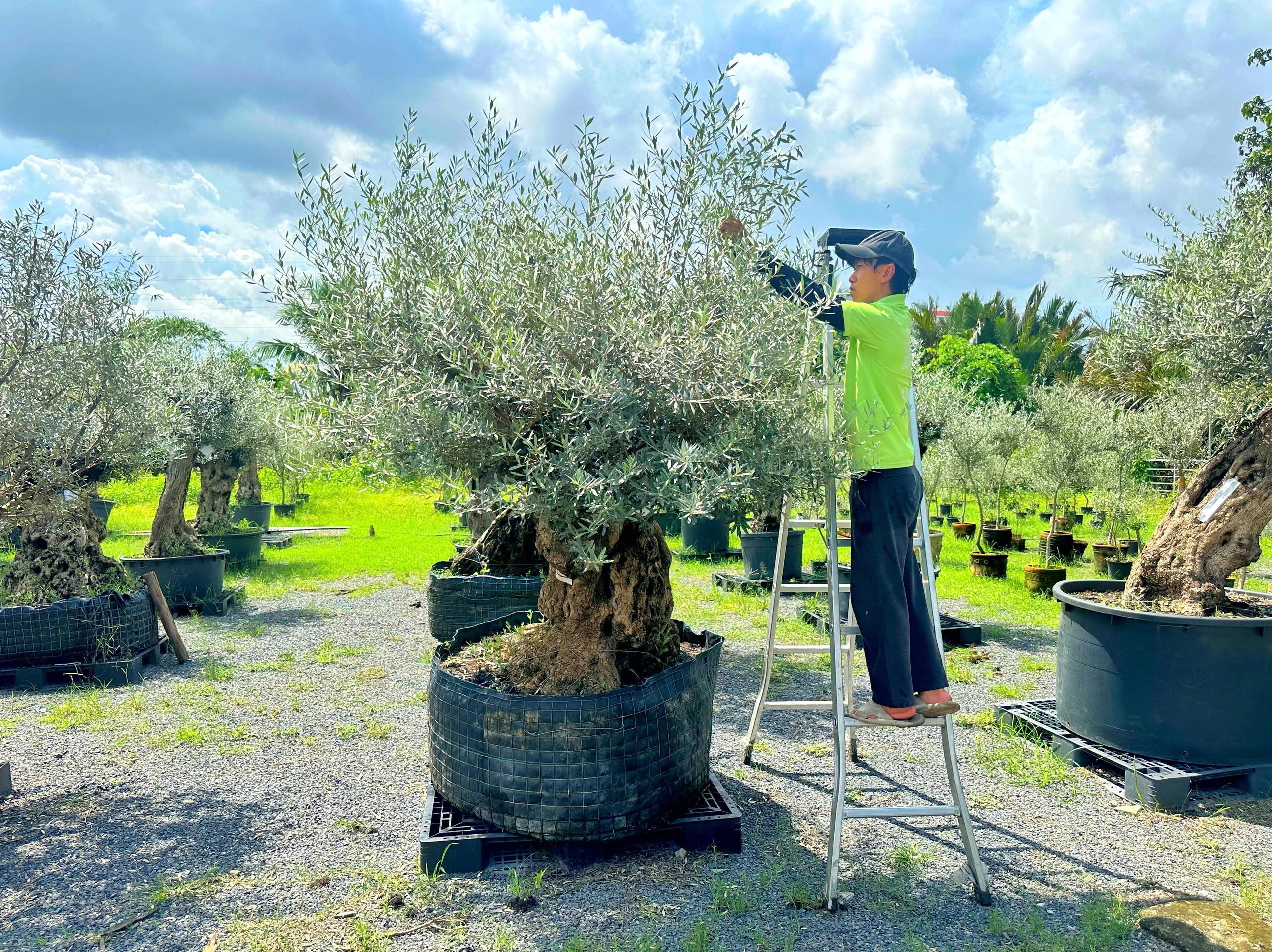Độc đáo vườn ô liu Tây Ban Nha giữa lòng TP.HCM, cây 500 tuổi giá trăm triệu