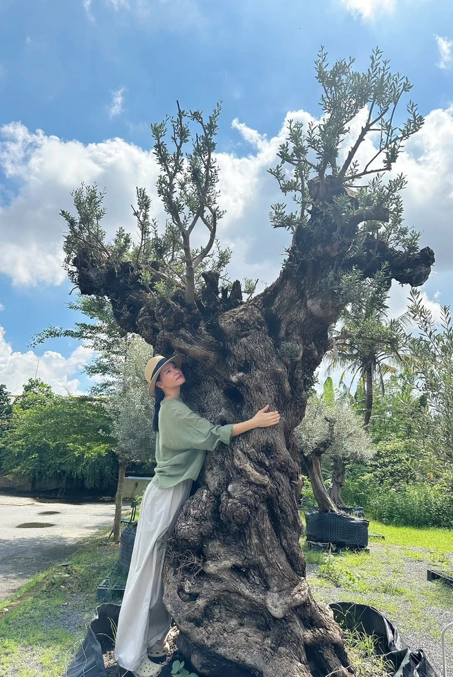 Độc đáo vườn ô liu Tây Ban Nha giữa lòng TP.HCM, cây 500 tuổi giá trăm triệu