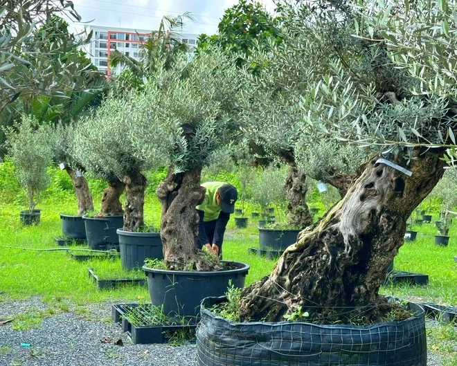 Độc đáo vườn ô liu Tây Ban Nha giữa lòng TP.HCM, cây 500 tuổi giá trăm triệu