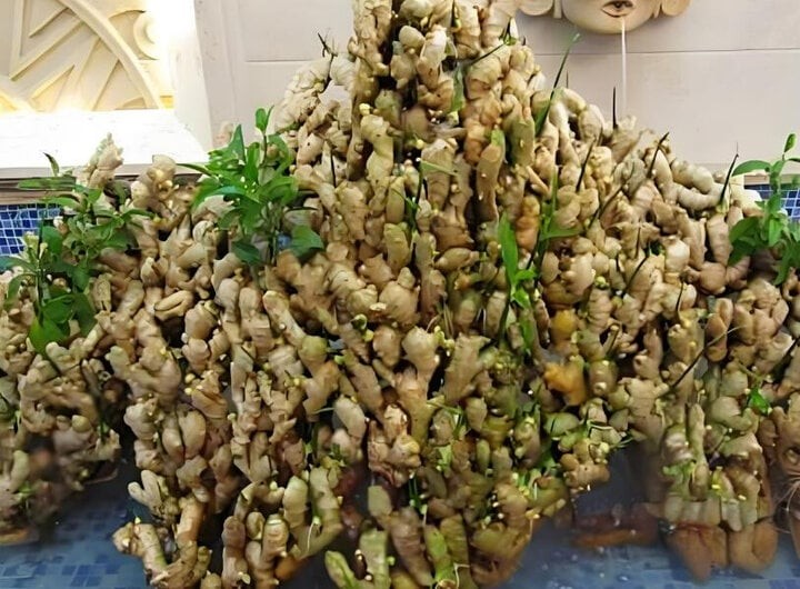 Cách trồng gừng bonsai tại văn phòng: Đơn giản, hợp trend và tốt cho sức khỏe