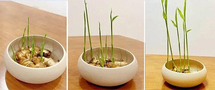 Cách trồng gừng bonsai tại văn phòng: Đơn giản, hợp trend và tốt cho sức khỏe