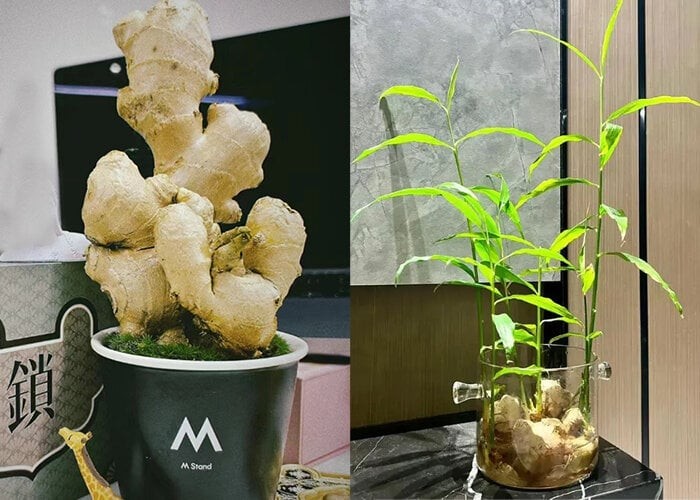 Cách trồng gừng bonsai tại văn phòng: Đơn giản, hợp trend và tốt cho sức khỏe