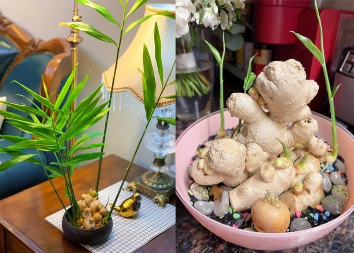 Cách trồng gừng bonsai tại văn phòng: Đơn giản, hợp trend và tốt cho sức khỏe