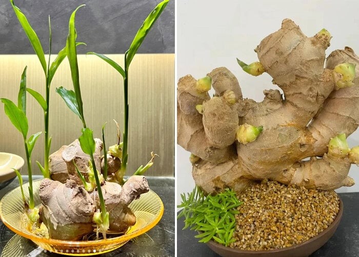 Cách trồng gừng bonsai tại văn phòng: Đơn giản, hợp trend và tốt cho sức khỏe