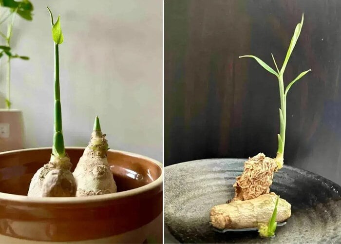 Cách trồng gừng bonsai tại văn phòng: Đơn giản, hợp trend và tốt cho sức khỏe