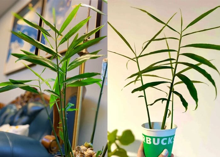 Cách trồng gừng bonsai tại văn phòng: Đơn giản, hợp trend và tốt cho sức khỏe