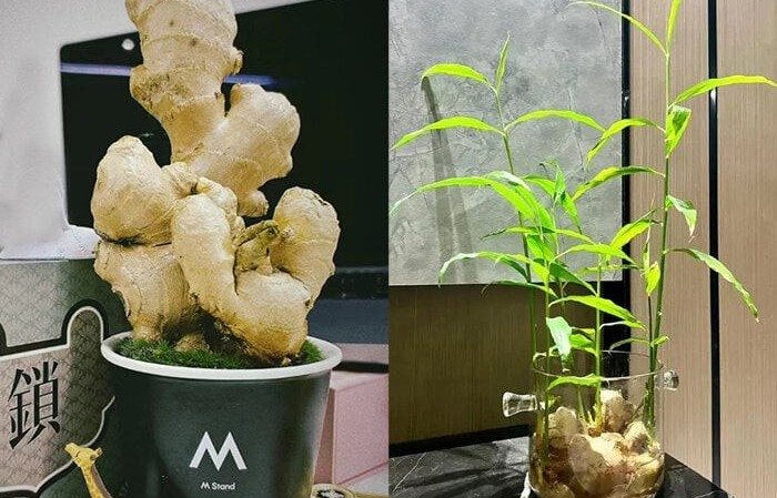 Cách trồng gừng bonsai tại văn phòng: Đơn giản, hợp trend và tốt cho sức khỏe