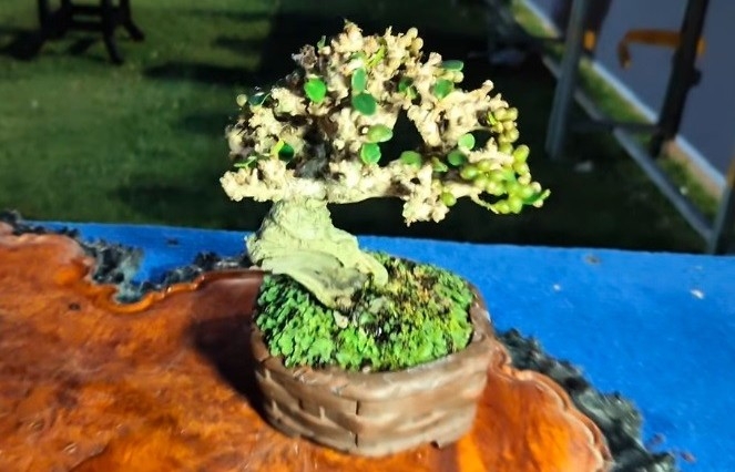 Một số tác phẩm bonsai "siêu" mini tại triển lãm Gia Lai