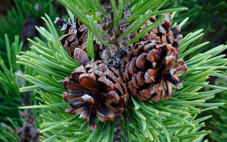 Loại hạt từng rụng đầy gốc Việt Nam, nay khiến nhiều người sẵn sàng chi tiền triệu để thưởng thức Loại hạt từng rụng đầy gốc Việt Nam, nay khiến nhiều người sẵn sàng chi tiền triệu để thưởng thức