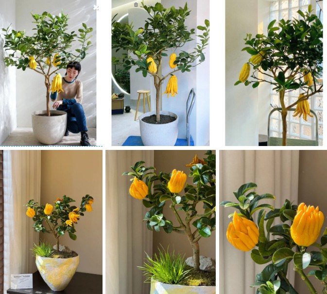 Phật thủ bonsai đón Tết Nguyên đán 2026: Vừa sang vừa hút trọn phúc khí Phật thủ bonsai đón Tết Nguyên đán 2026: Vừa sang vừa hút trọn phúc khí