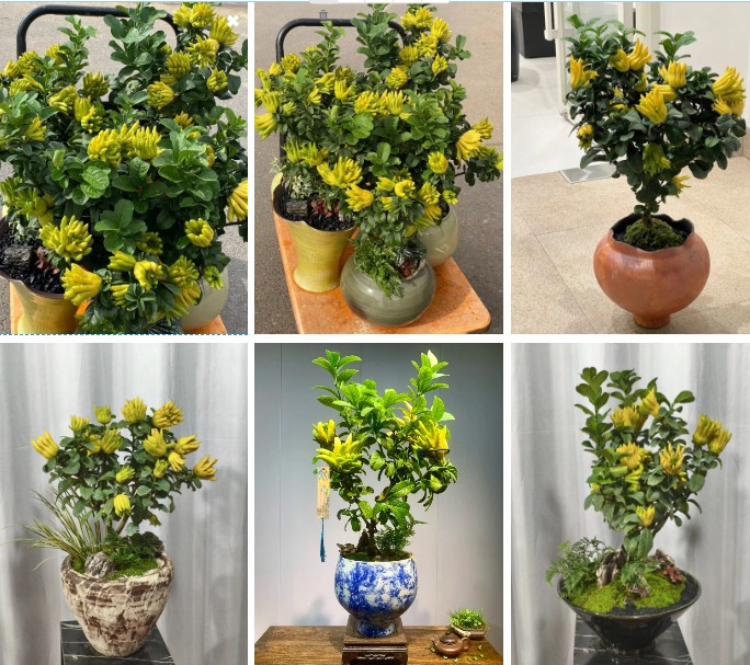 Phật thủ bonsai đón Tết Nguyên đán 2026: Vừa sang vừa hút trọn phúc khí Phật thủ bonsai đón Tết Nguyên đán 2026: Vừa sang vừa hút trọn phúc khí