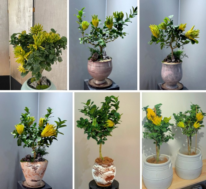 Phật thủ bonsai đón Tết Nguyên đán 2026: Vừa sang vừa hút trọn phúc khí Phật thủ bonsai đón Tết Nguyên đán 2026: Vừa sang vừa hút trọn phúc khí