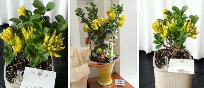 Phật thủ bonsai đón Tết Nguyên đán 2026: Vừa sang vừa hút trọn phúc khí Phật thủ bonsai đón Tết Nguyên đán 2026: Vừa sang vừa hút trọn phúc khí