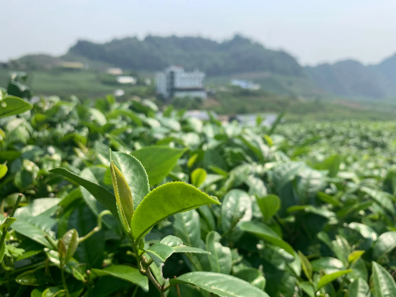 Loại trà được chuyên gia khuyên uống mỗi ngày để bảo vệ sức khỏe