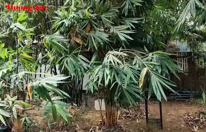 Dòng tre khổng lồ ở Quảng Ngãi tạo thu nhập kinh tế cho người nông dân