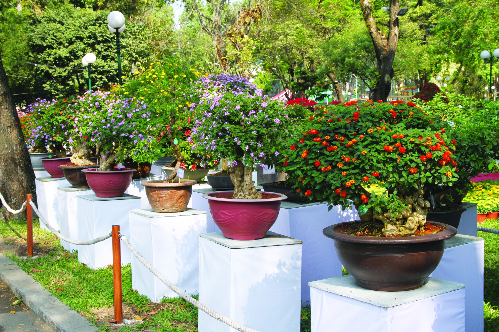 Không chỉ là hoa ven đường: Cây trâm ổi tím và giá trị ẩn sau vẻ đẹp hoang dại