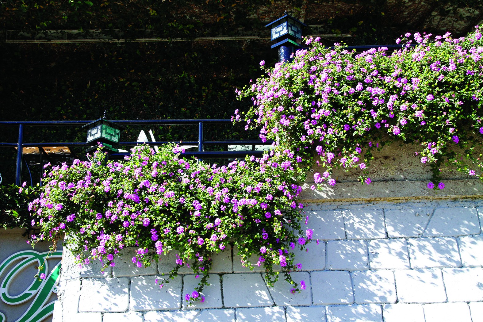 Không chỉ là hoa ven đường: Cây trâm ổi tím và giá trị ẩn sau vẻ đẹp hoang dại