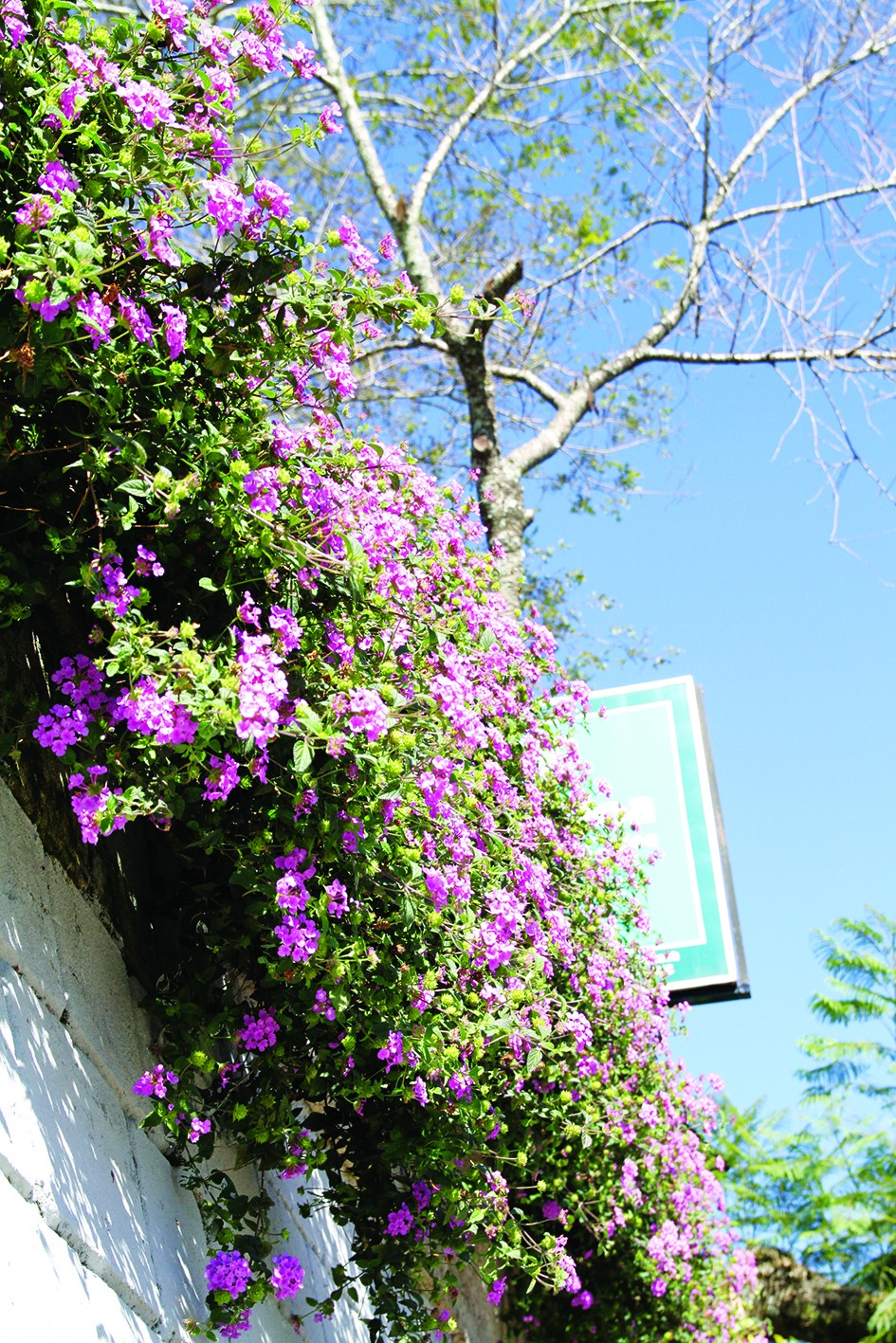 Không chỉ là hoa ven đường: Cây trâm ổi tím và giá trị ẩn sau vẻ đẹp hoang dại