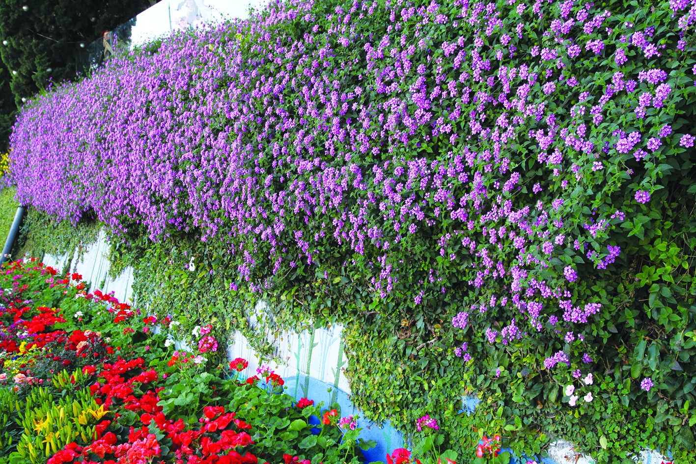 Không chỉ là hoa ven đường: Cây trâm ổi tím và giá trị ẩn sau vẻ đẹp hoang dại