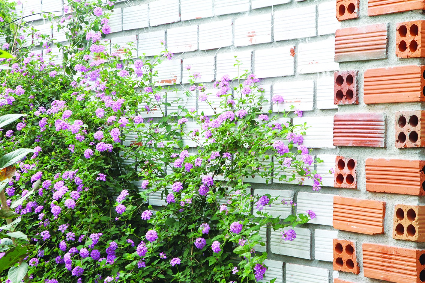 Không chỉ là hoa ven đường: Cây trâm ổi tím và giá trị ẩn sau vẻ đẹp hoang dại