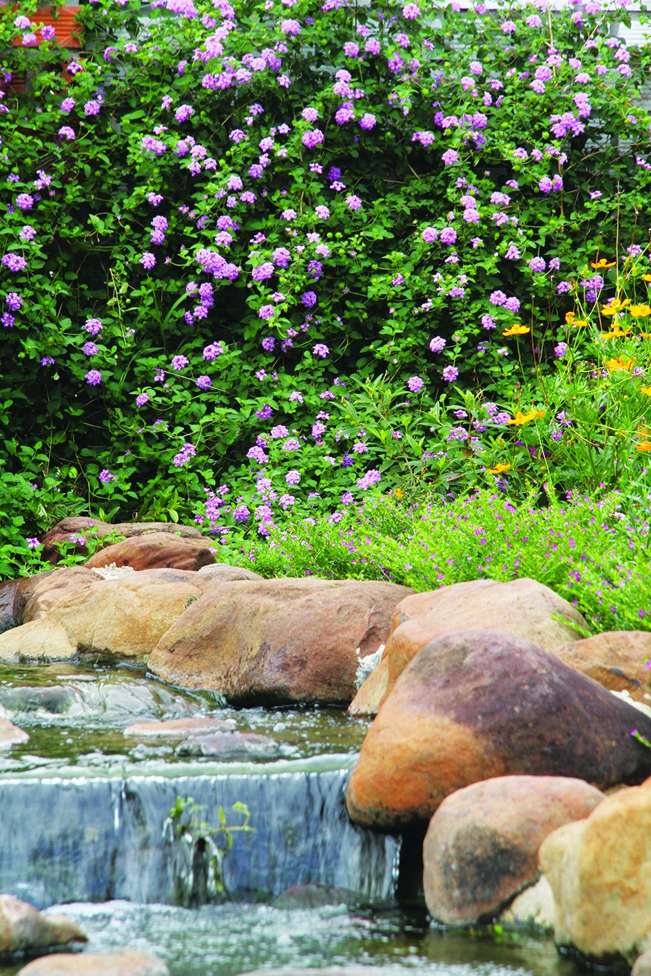 Không chỉ là hoa ven đường: Cây trâm ổi tím và giá trị ẩn sau vẻ đẹp hoang dại