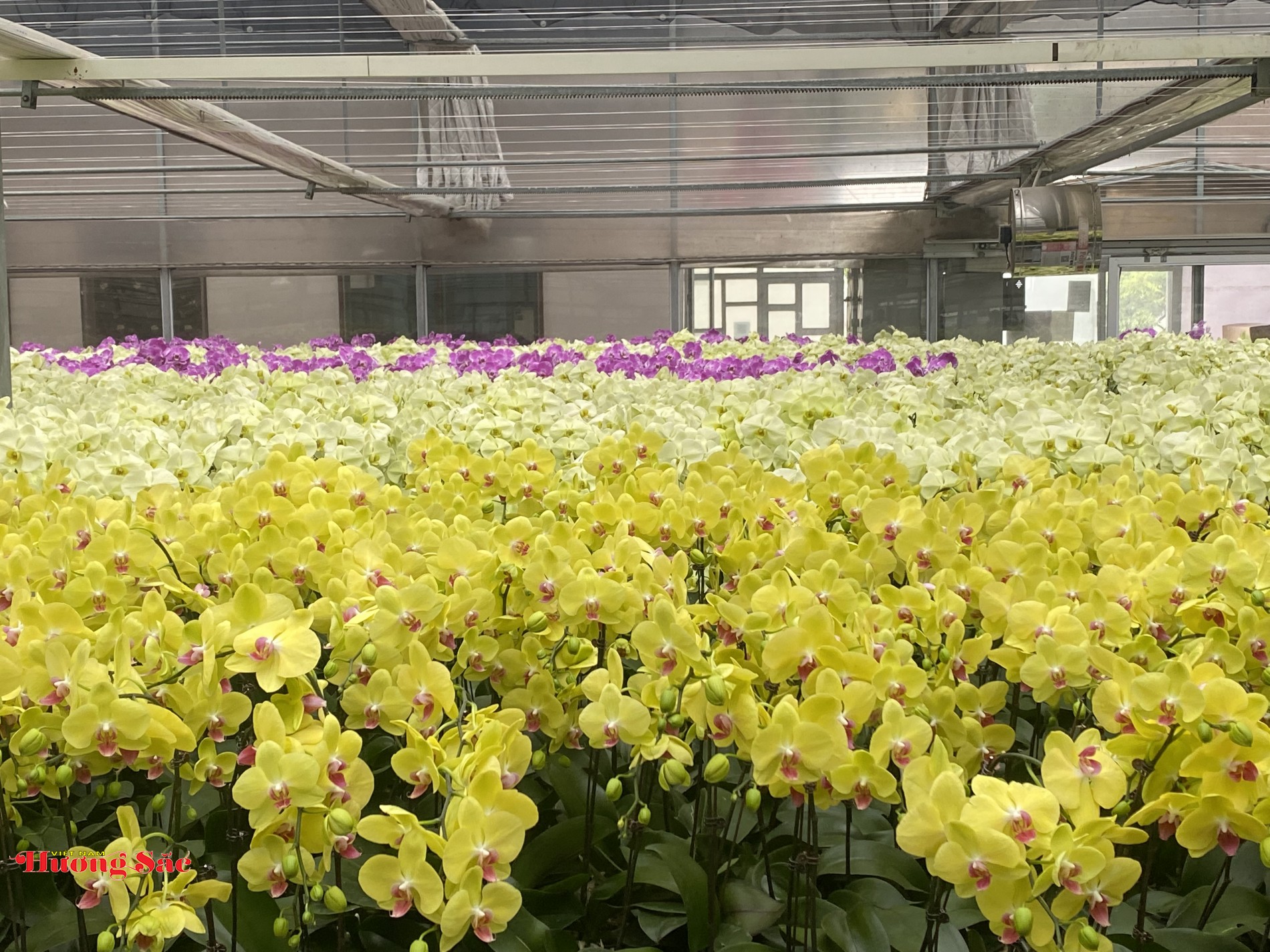Lan hồ điệp Việt Nam: Bước tiến mới trong nhân giống và điều khiển ra hoa
