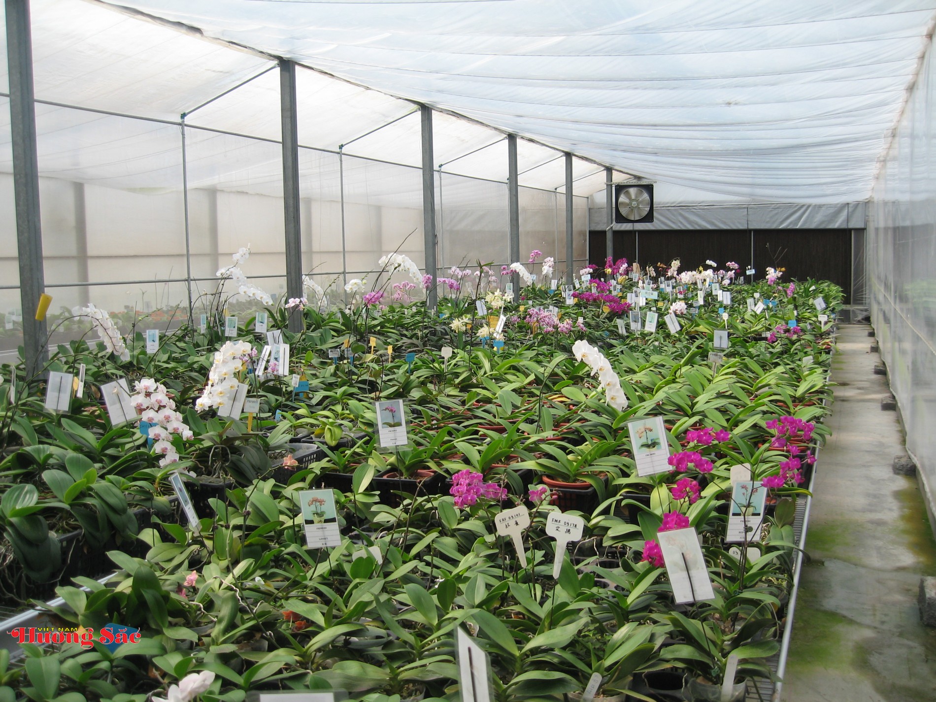 Lan hồ điệp Việt Nam: Bước tiến mới trong nhân giống và điều khiển ra hoa