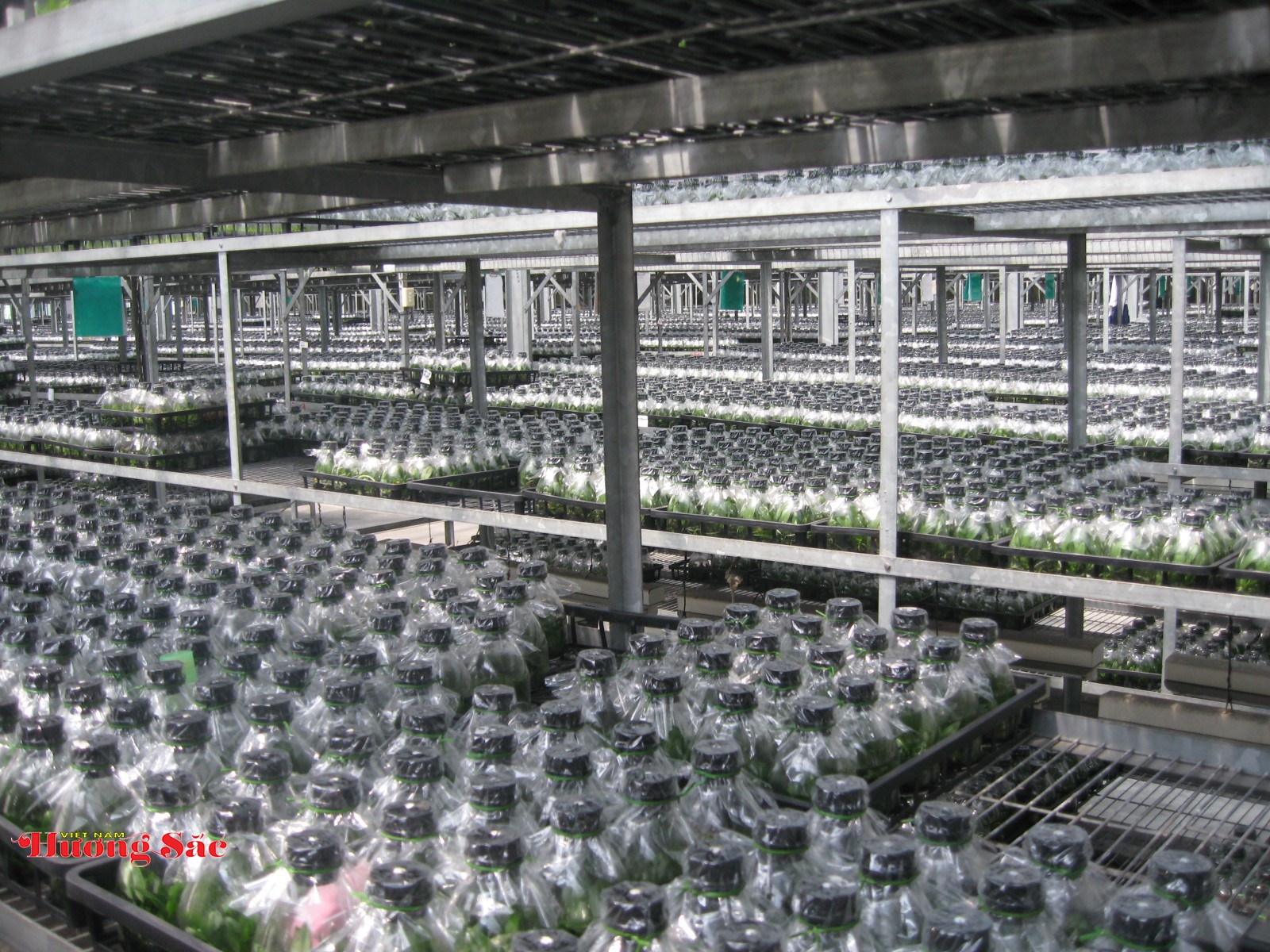 Lan hồ điệp Việt Nam: Bước tiến mới trong nhân giống và điều khiển ra hoa