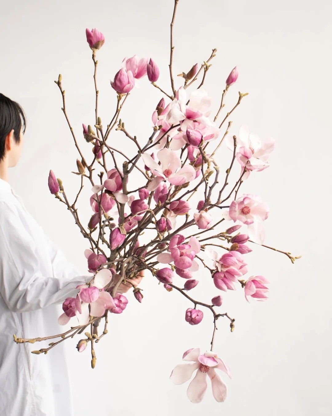 Mộc lan “đánh thức xuân”: Cành khô giá triệu đồng nở rộ, chơi được cả tháng nếu chăm đúng cách Mộc lan “đánh thức xuân”: Cành khô giá triệu đồng nở rộ, chơi được cả tháng nếu chăm đúng cách