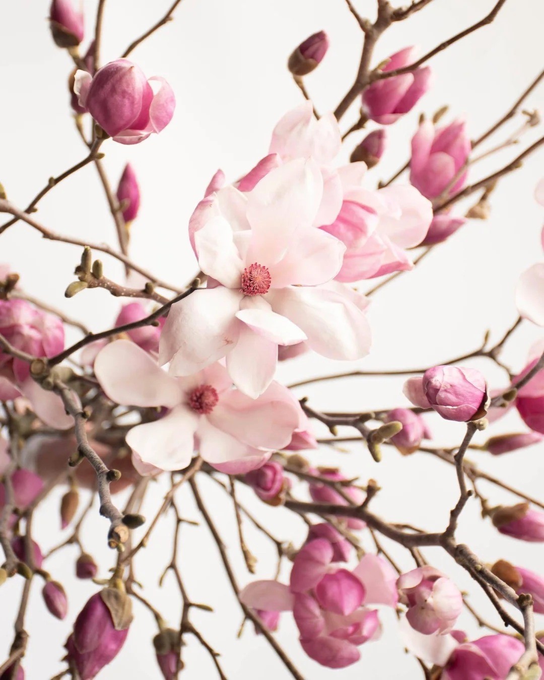 Mộc lan “đánh thức xuân”: Cành khô giá triệu đồng nở rộ, chơi được cả tháng nếu chăm đúng cách Mộc lan “đánh thức xuân”: Cành khô giá triệu đồng nở rộ, chơi được cả tháng nếu chăm đúng cách